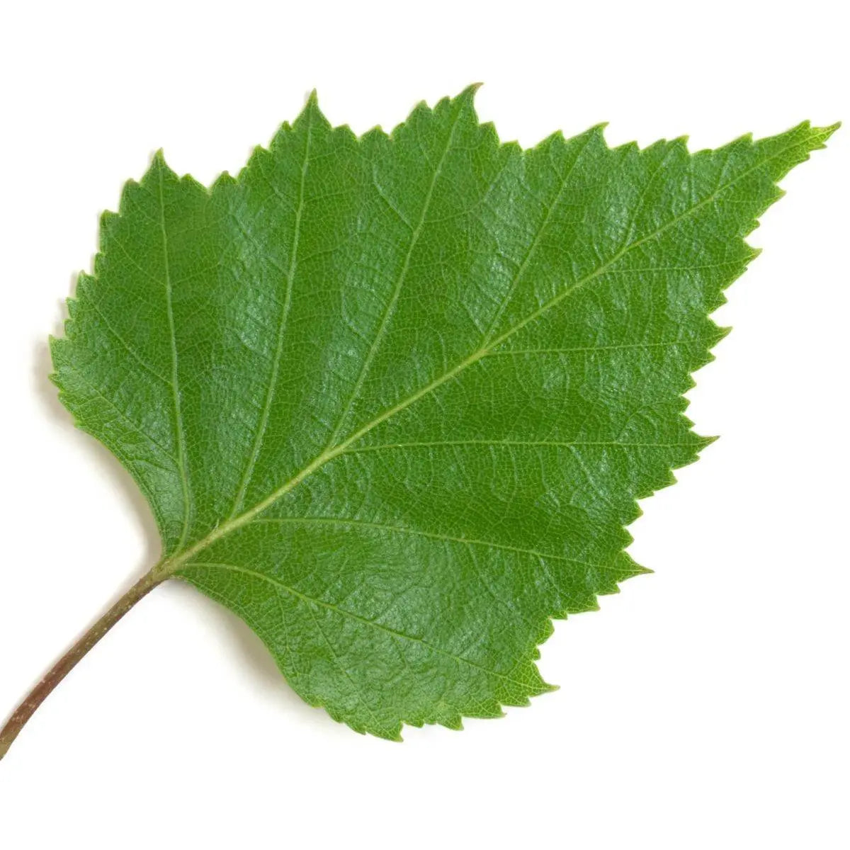 Feuilles Séchées DUM MNR