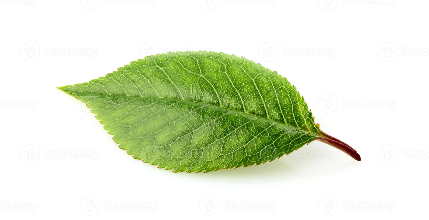 Feuilles Séchées DUM MNR