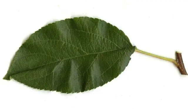 Feuilles Séchées DUM MNR