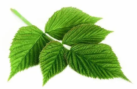Feuilles Séchées DUM MNR