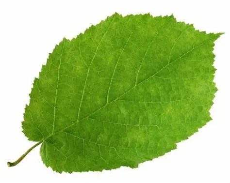 Feuilles Séchées DUM MNR