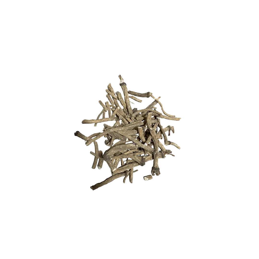 Racine de Pissenlit DUM MNR