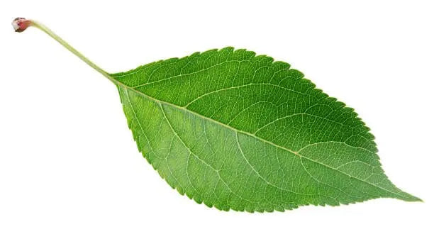 Feuilles Séchées DUM MNR