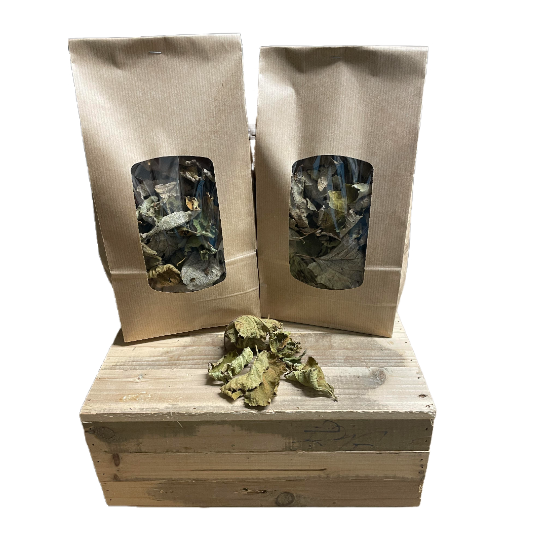 Feuille de noisetier