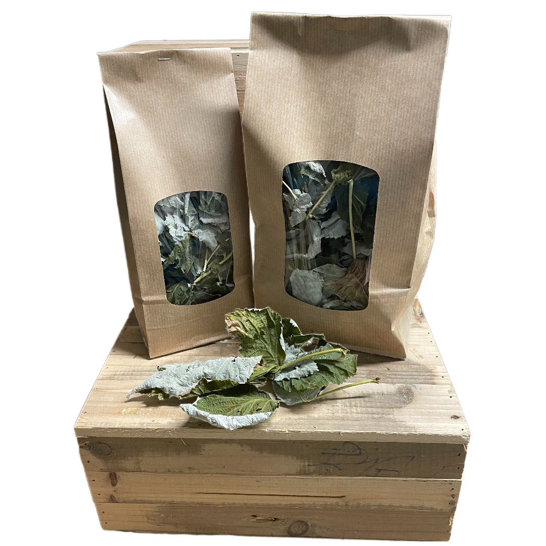 Feuille de framboisier