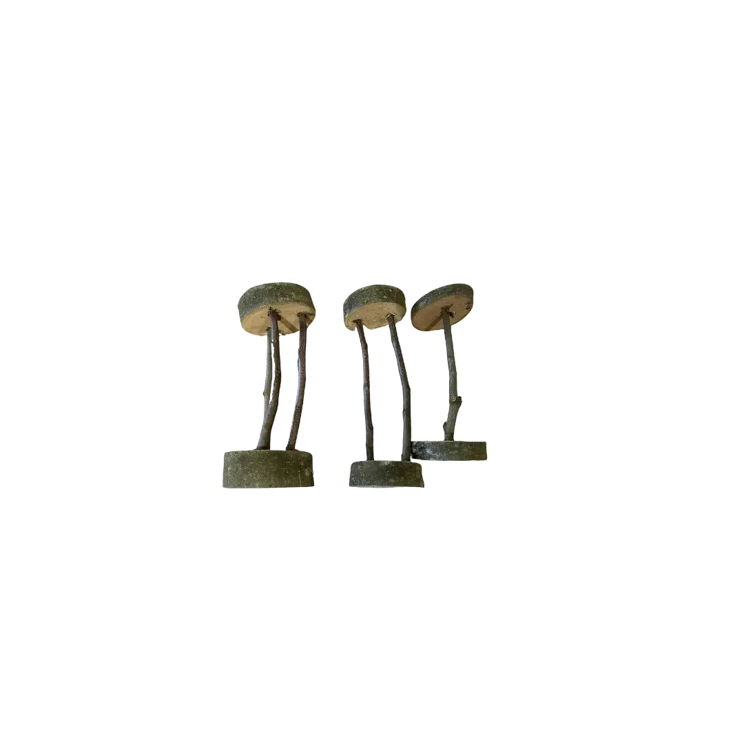 Haltère de Poirier DUM MNR