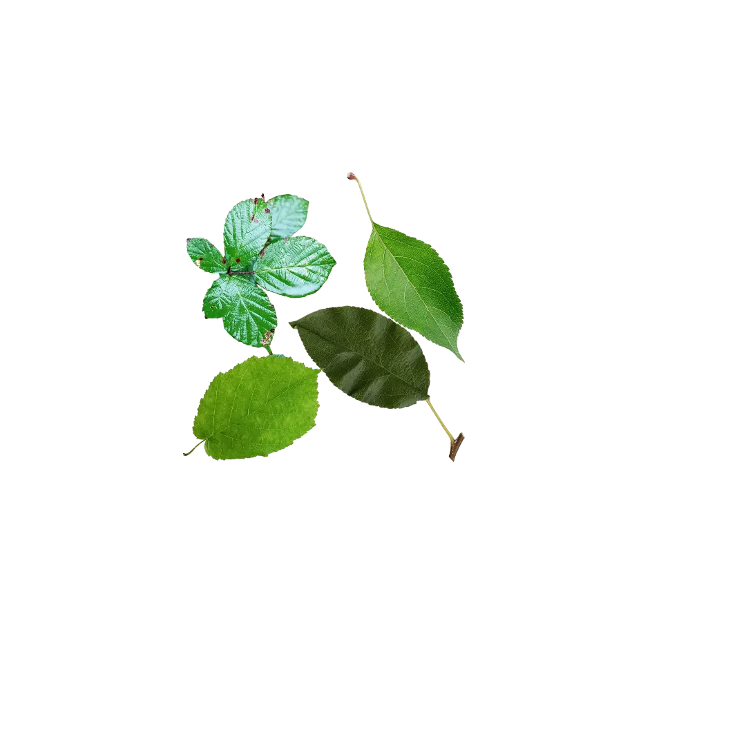 Pack Dégustation de Feuille DUM MNR