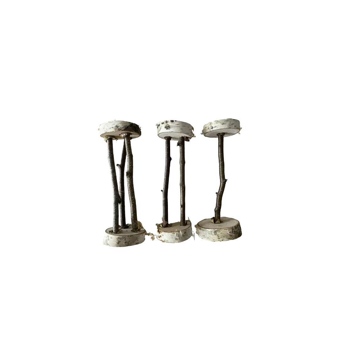 Haltère de Bouleau DUM MNR