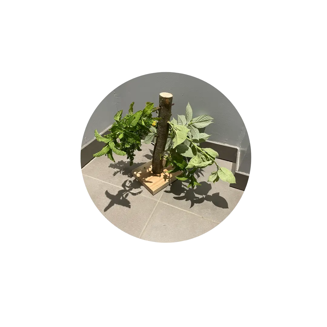 La Tour à Croquer DUM MNR