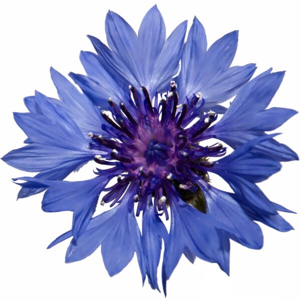 Fleur Bleuet 25g