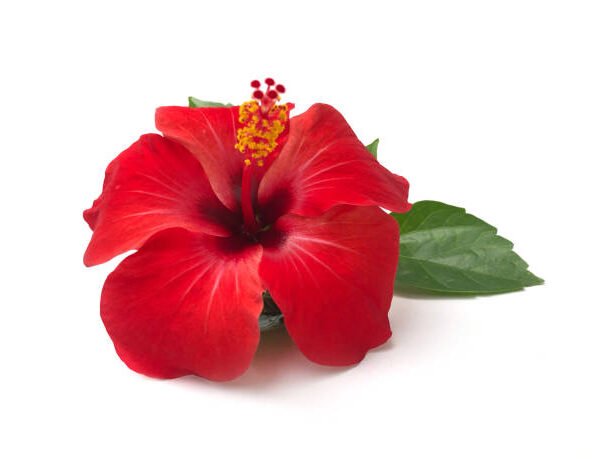 Fleur d'Hibiscus 50g