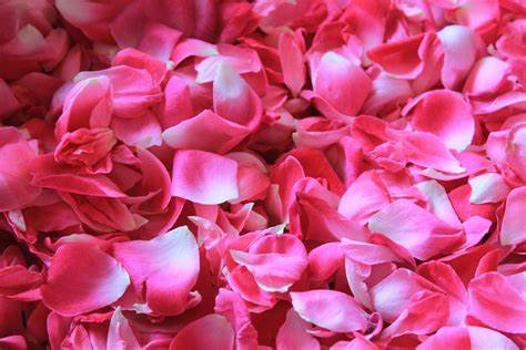 Pétales de Roses 20g